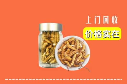 南平市回收散虫草