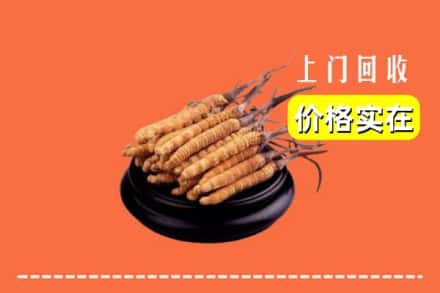 南平市回收冬虫夏草